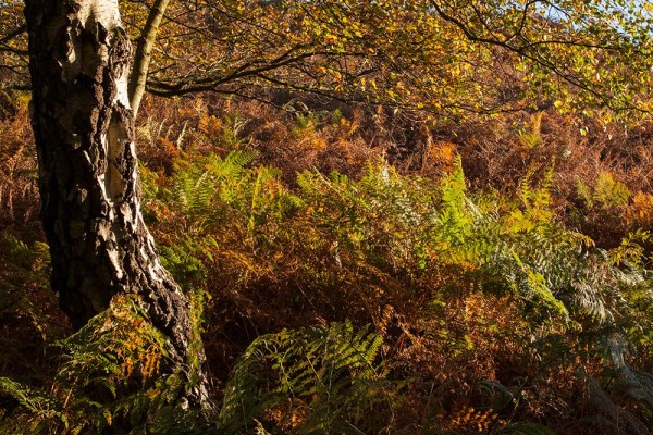 julian, konczak, photography, dockens water, forest trip out, new forest