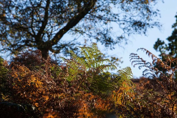 julian, konczak, photography, dockens water, forest trip out, new forest