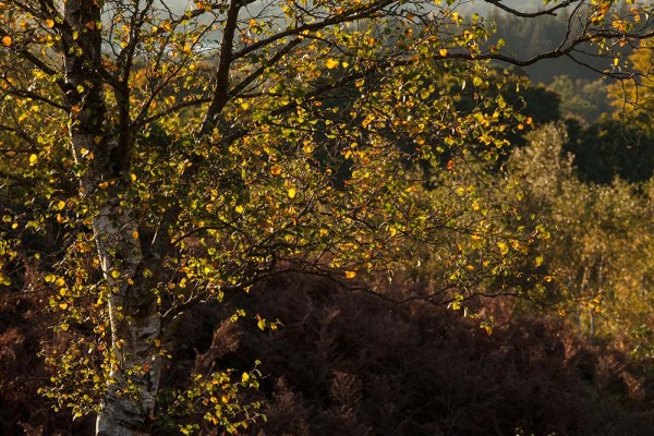 julian, konczak, photography, dockens water, forest trip out, new forest