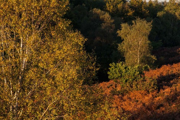 julian, konczak, photography, dockens water, forest trip out, new forest