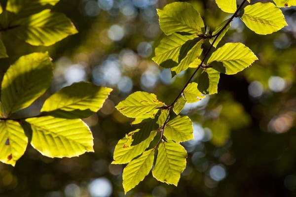 julian, konczak, photography, fritham, forest trip out, new forest