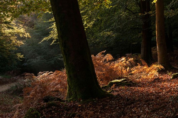 julian, konczak, photography, fritham, forest trip out, new forest