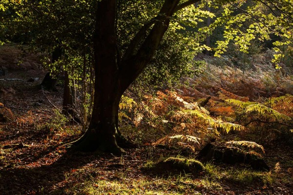 julian, konczak, photography, fritham, forest trip out, new forest