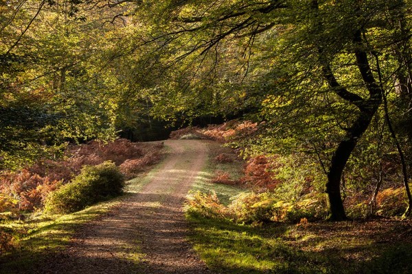 julian, konczak, photography, fritham, forest trip out, new forest