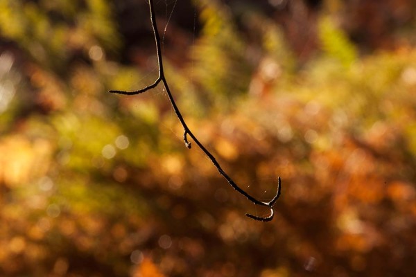 julian, konczak, photography, fritham, forest trip out, new forest