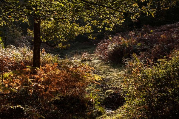 julian, konczak, photography, fritham, forest trip out, new forest