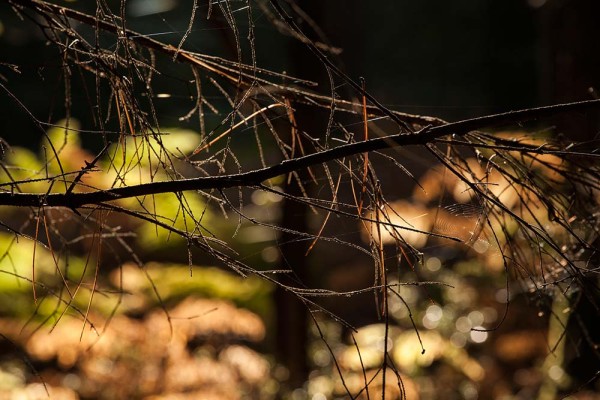 julian, konczak, photography, fritham, forest trip out, new forest