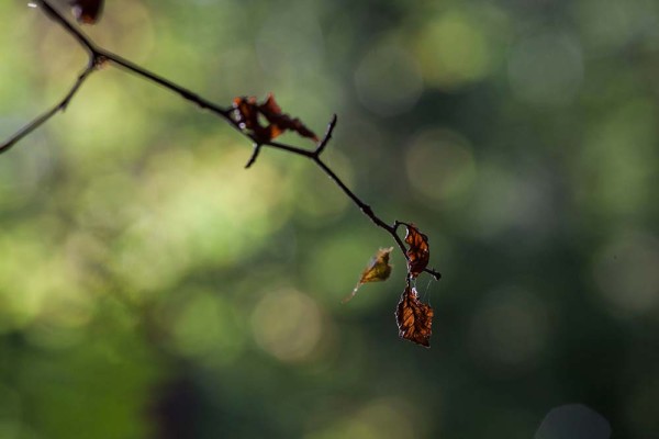 julian, konczak, photography, fritham, forest trip out, new forest