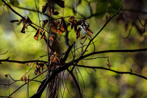 julian, konczak, photography, fritham, forest trip out, new forest