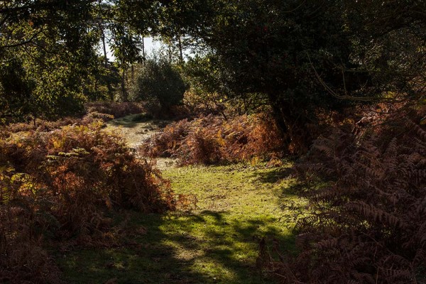 julian, konczak, photography, fritham, forest trip out, new forest