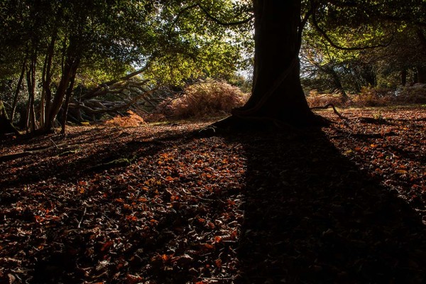 julian, konczak, photography, fritham, forest trip out, new forest