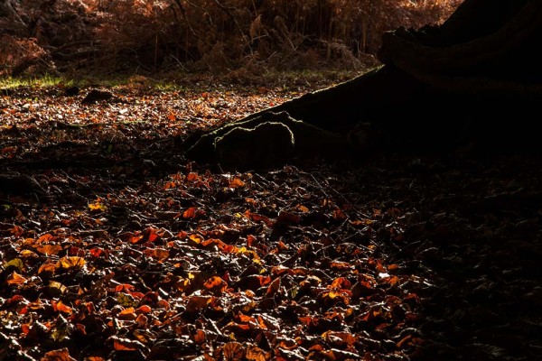 julian, konczak, photography, fritham, forest trip out, new forest