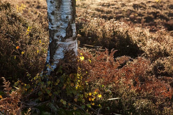 julian, konczak, photography, dockens water, forest trip out, new forest