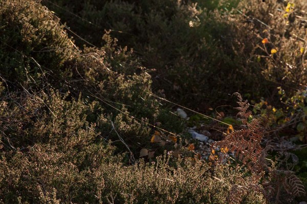 julian, konczak, photography, dockens water, forest trip out, new forest