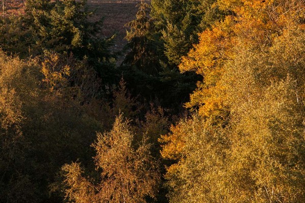 julian, konczak, photography, dockens water, forest trip out, new forest