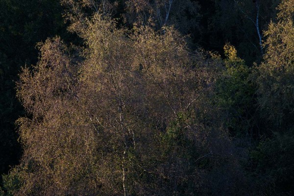 julian, konczak, photography, dockens water, forest trip out, new forest