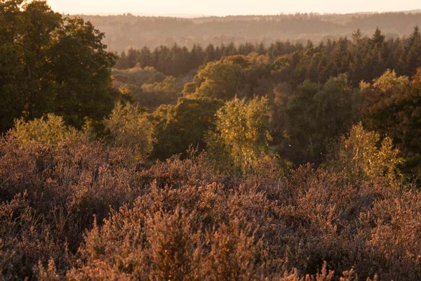 julian, konczak, photography, dockens water, forest trip out, new forest