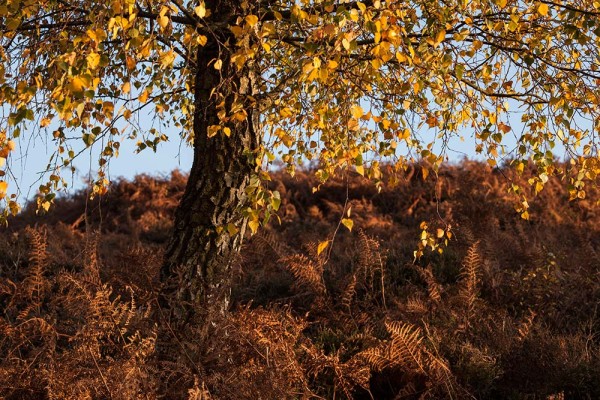 julian, konczak, photography, dockens water, forest trip out, new forest