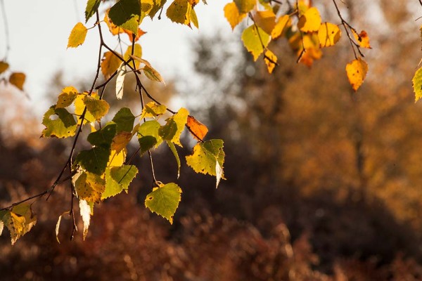 julian, konczak, photography, dockens water, forest trip out, new forest