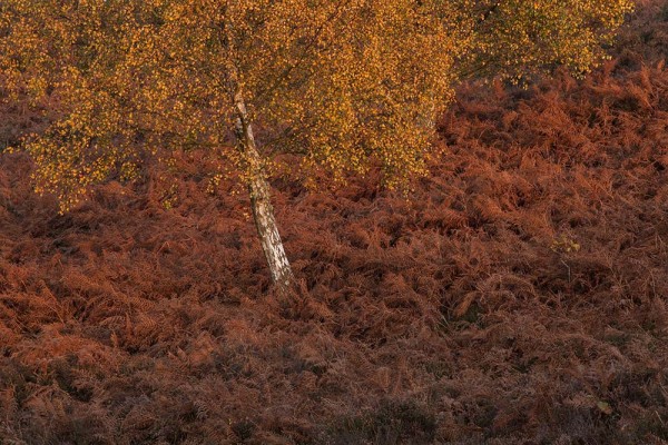 julian, konczak, photography, dockens water, forest trip out, new forest