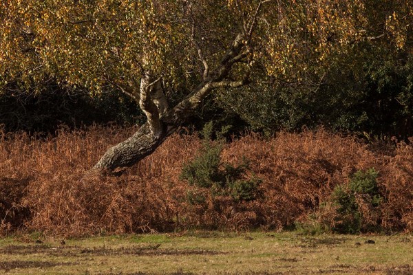 julian, konczak, photography, fritham, forest trip out, new forest