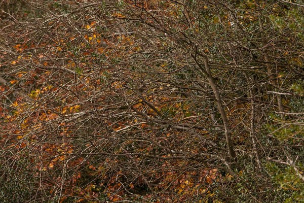 julian, konczak, photography, fritham, forest trip out, new forest