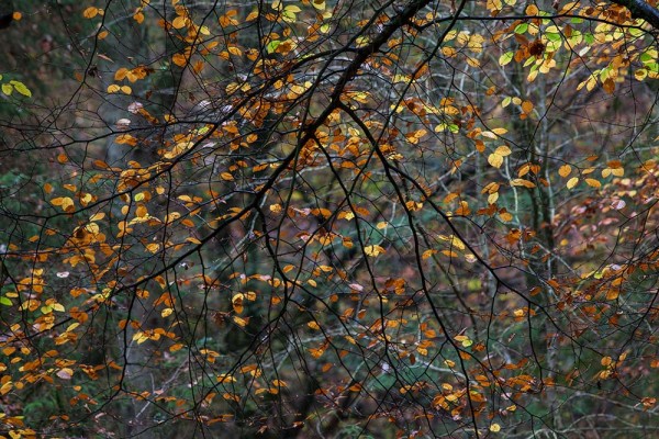 julian, konczak, photography, fritham, forest trip out, new forest