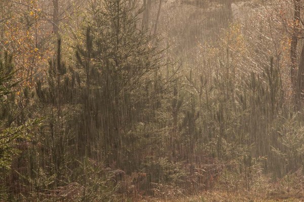 julian, konczak, photography, fritham, forest trip out, new forest