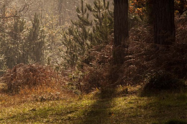 julian, konczak, photography, fritham, forest trip out, new forest