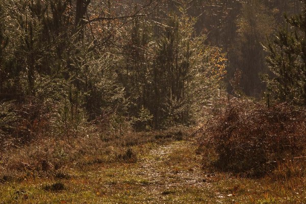 julian, konczak, photography, fritham, forest trip out, new forest