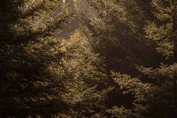 julian, konczak, photography, fritham, forest trip out, new forest