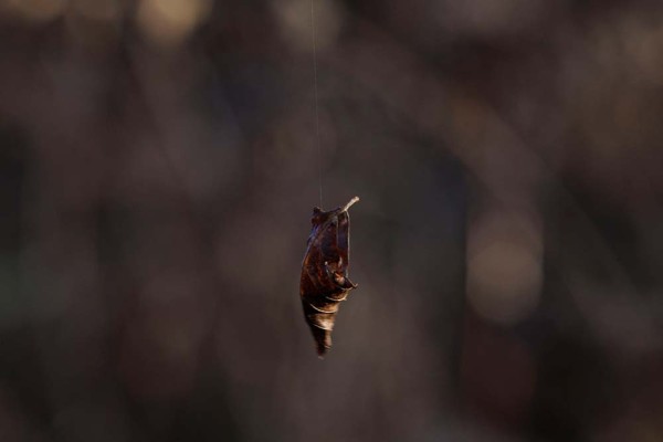 julian, konczak, photography, fritham, forest trip out, new forest