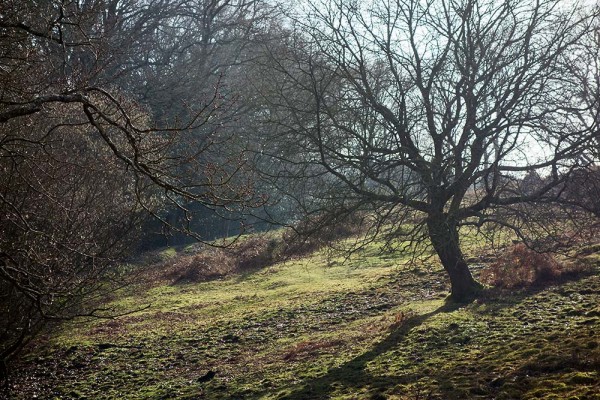 julian, konczak, photography, video, new, forest, a trip out