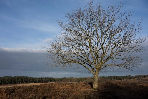 julian, konczak, photography, video, new, forest, a trip out