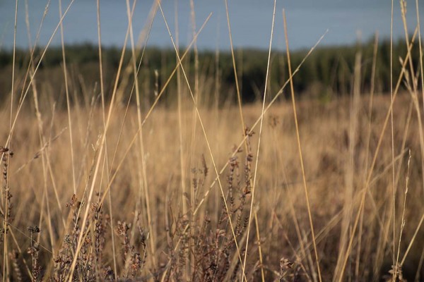 julian, konczak, photography, video, new, forest, a trip out