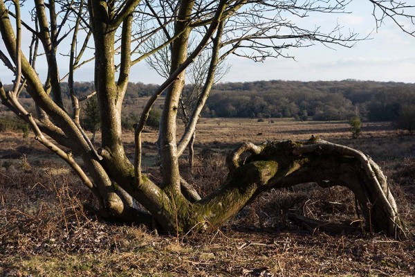 julian, konczak, photography, video, new, forest, a trip out