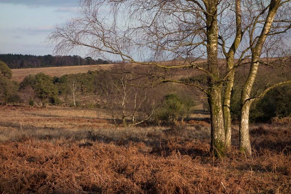 julian, konczak, photography, video, new, forest, a trip out