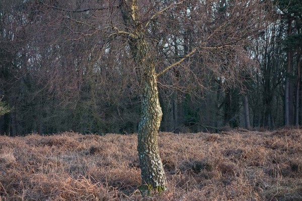 julian, konczak, photography, video, new, forest, a trip out