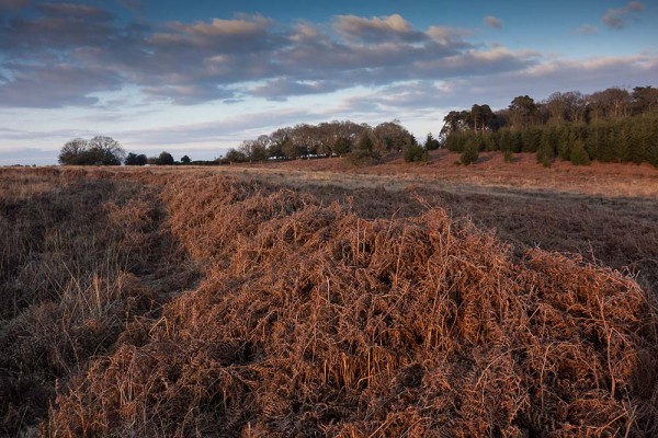 julian, konczak, photography, video, new, forest, a trip out