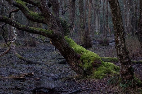 julian, konczak, photography, video, new, forest, a trip out, in search of a vista Puckpits Inclosure