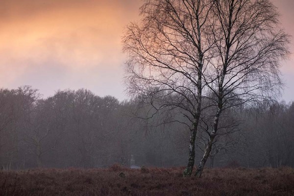 julian, konczak, photography, video, new, forest, a trip out, in search of a vista Puckpits Inclosure