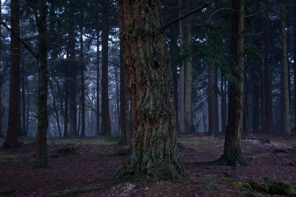 julian, konczak, photography, video, new, forest, a trip out, in search of a vista Puckpits Inclosure