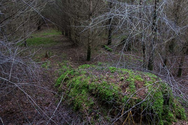 julian, konczak, photography, video, new, forest, a trip out, in search of a vista, naked man