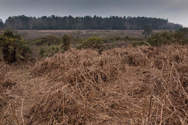 julian, konczak, photography, video, new, forest, a trip out