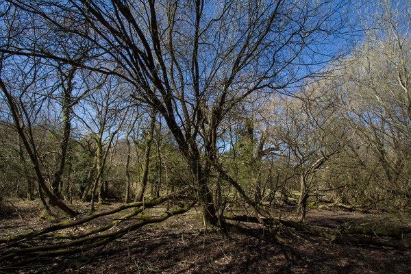 julian, konczak, photography, video, new, forest, a trip out