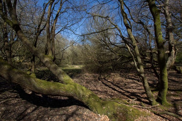 julian, konczak, photography, video, new, forest, a trip out