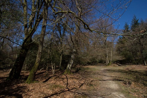 julian, konczak, photography, video, new, forest, a trip out