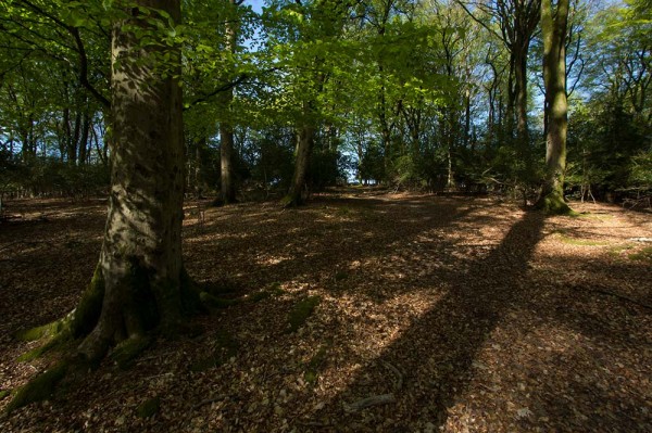 julian, konczak, photography, video, new, forest, a trip out