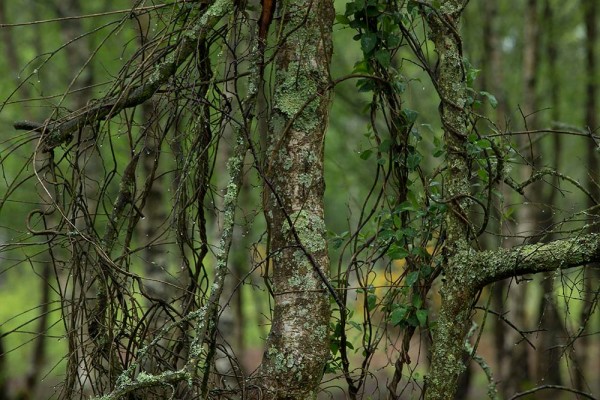 julian, konczak, photography, video, new, forest, a trip out