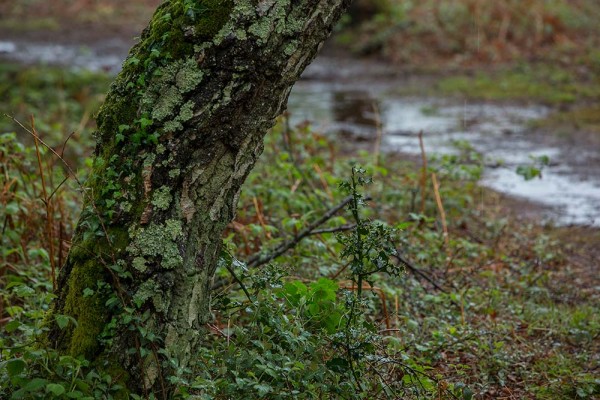 julian, konczak, photography, video, new, forest, a trip out